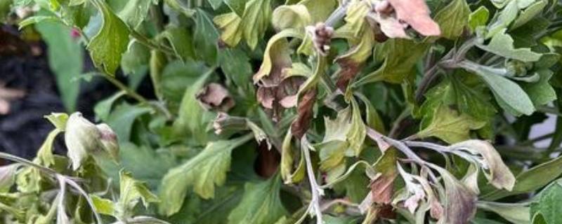 菊花叶片常见病害如何防治,常见的有斑枯病、枯萎病等