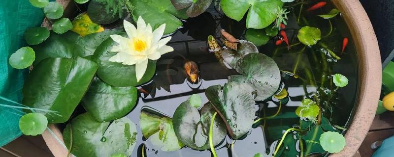 如何盆栽睡莲，株距控制在5厘米以上