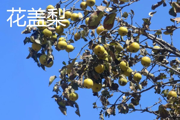 北方能种什么品种的梨，推荐白梨、花盖梨等