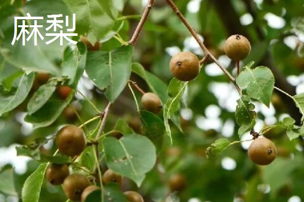 北方能种什么品种的梨，推荐白梨、花盖梨等