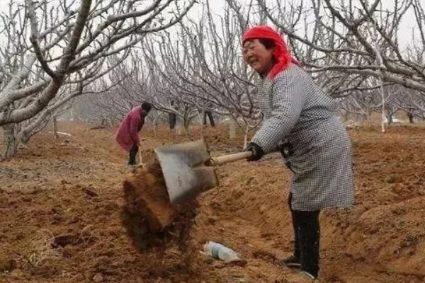 北方能种什么品种的梨，推荐白梨、花盖梨等