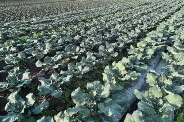 花菜如何种植，可以用直播、条播和穴播播种