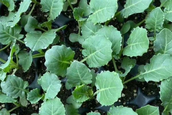 花菜如何种植，可以用直播、条播和穴播播种