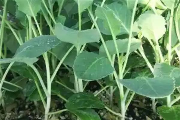 花菜如何种植，可以用直播、条播和穴播播种