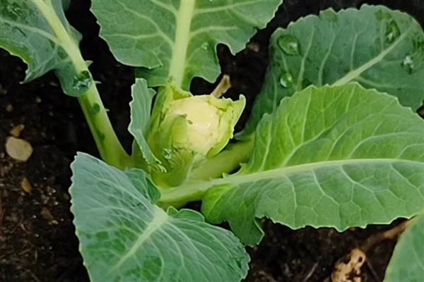 花菜如何种植，可以用直播、条播和穴播播种