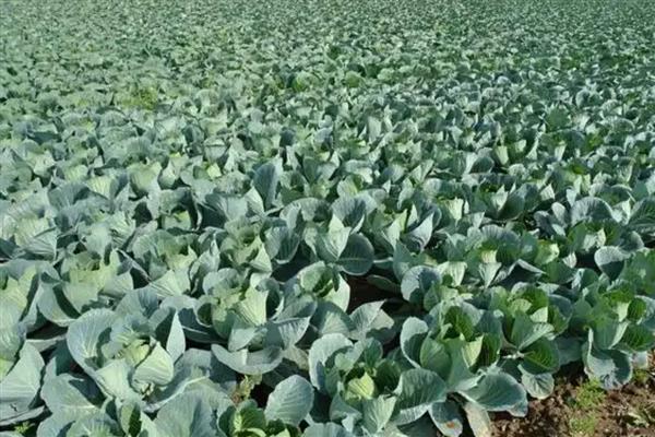 花菜如何种植，可以用直播、条播和穴播播种