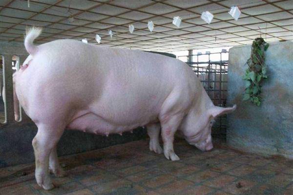怀孕母猪如何饲养，饲料以青饲料为主