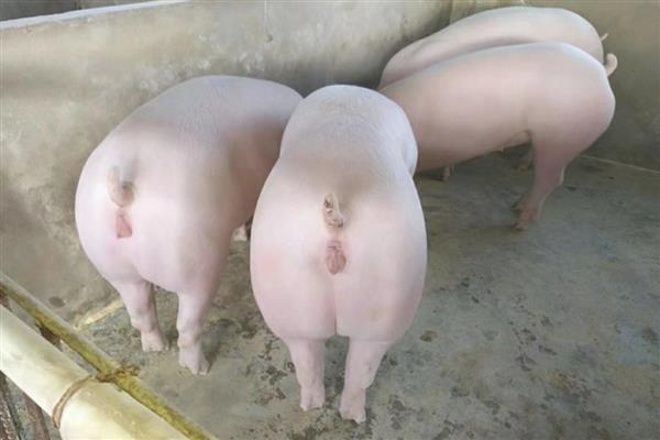 怀孕母猪如何饲养，饲料以青饲料为主