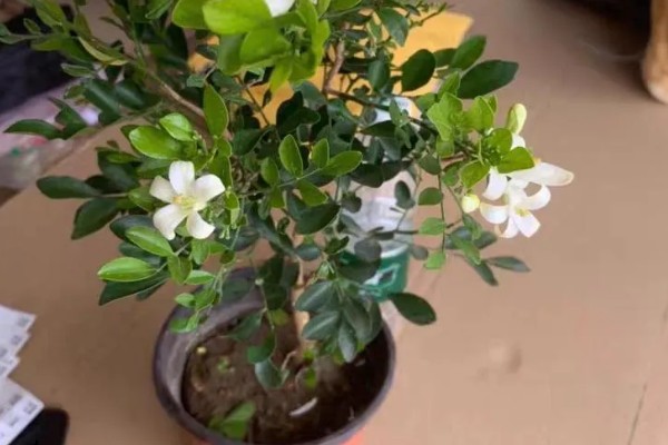 九里香适合室内养吗，花香浓郁不适合在卧室内养