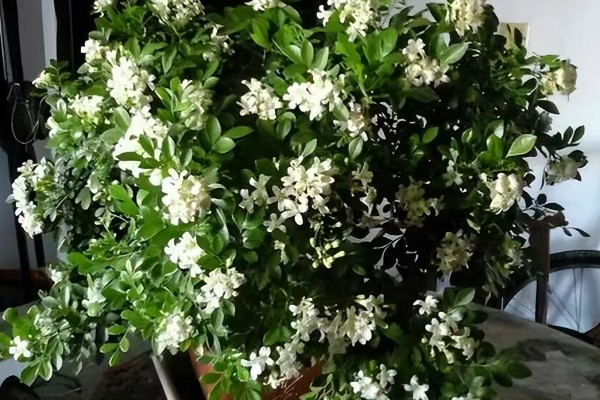 九里香适合室内养吗，花香浓郁不适合在卧室内养