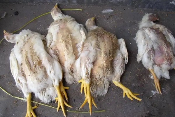动物疫病有哪些分类，分为一类、二类和三类疫病