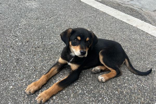 狗突然能挤出奶的原因，可能是怀孕、假孕所致