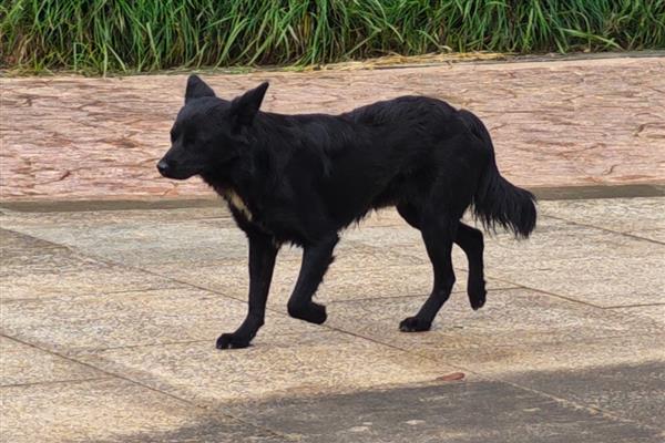 狗突然能挤出奶的原因，可能是怀孕、假孕所致