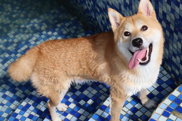 狗突然能挤出奶的原因，可能是怀孕、假孕所致