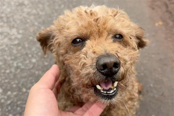 狗突然能挤出奶的原因，可能是怀孕、假孕所致