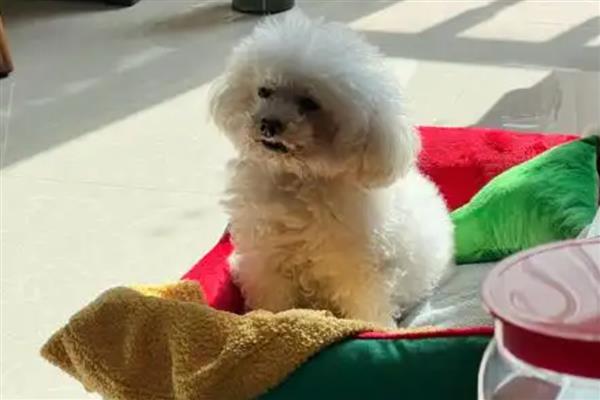 狗突然能挤出奶的原因，可能是怀孕、假孕所致