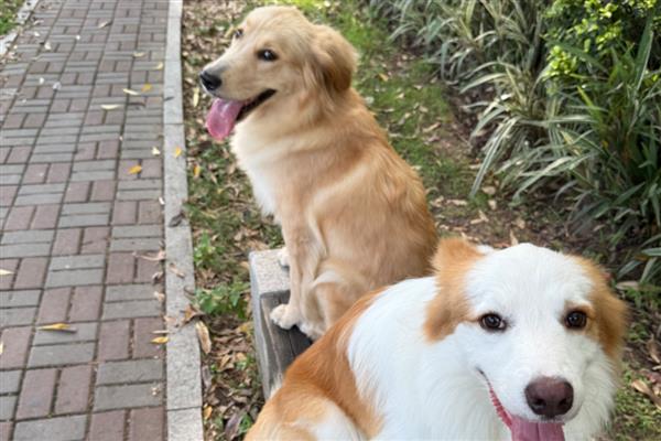 狗突然能挤出奶的原因，可能是怀孕、假孕所致