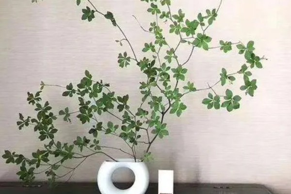 日本吊钟能养多长时间，通常可以养殖一个月左右