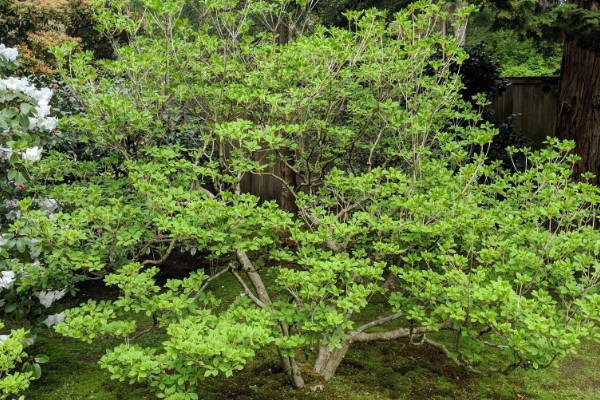 日本吊钟能养多长时间，通常可以养殖一个月左右