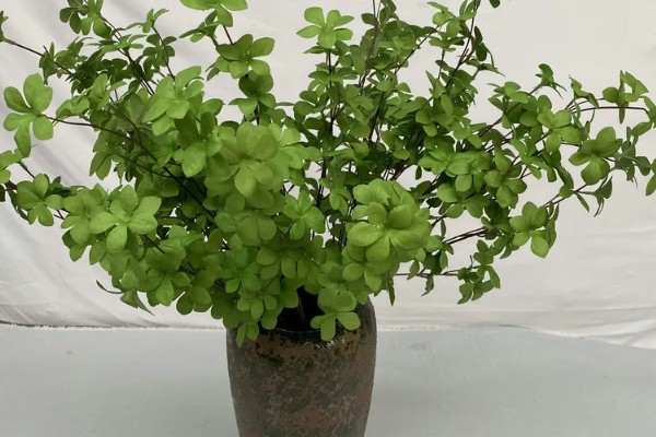 日本吊钟能养多长时间，通常可以养殖一个月左右