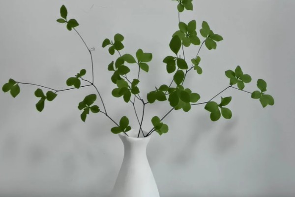 日本吊钟能养多长时间，通常可以养殖一个月左右