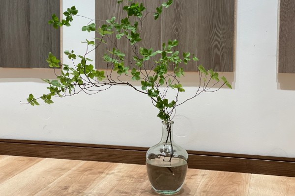 日本吊钟能养多长时间，通常可以养殖一个月左右