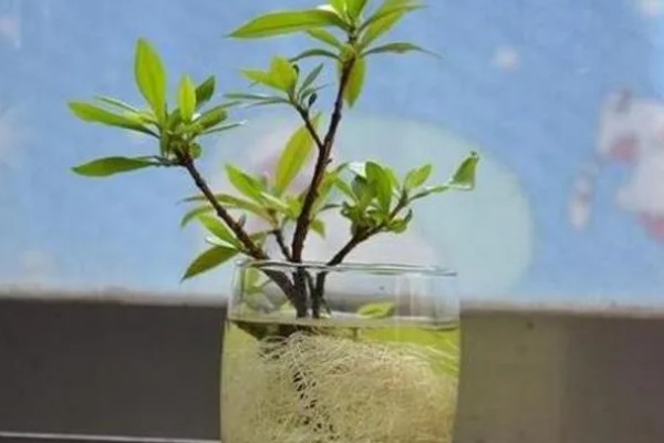 日本吊钟能养多长时间，通常可以养殖一个月左右