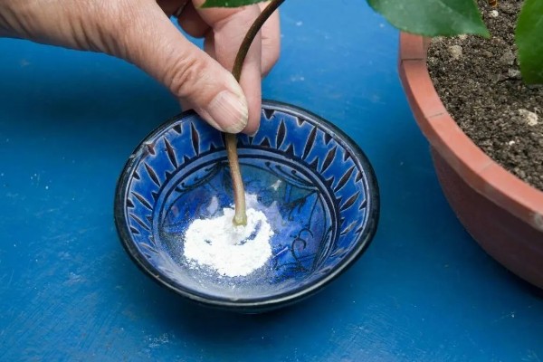 日本吊钟能养多长时间，通常可以养殖一个月左右