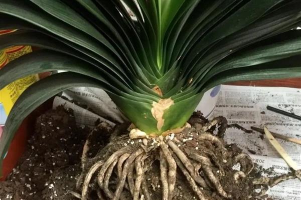 君子兰烂根了怎么挽救，需及时脱盆修剪