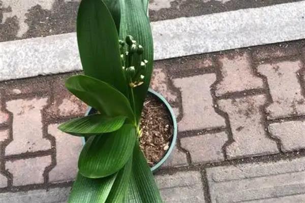 君子兰烂根了怎么挽救，需及时脱盆修剪