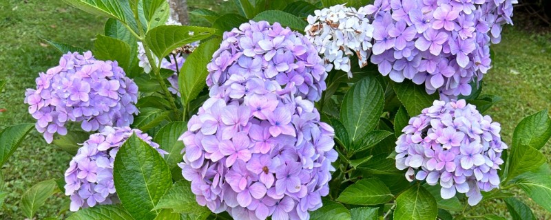 绣球花的花语，寓意美满团聚、忠贞永恒等