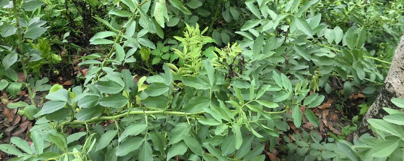 蚕豆什么时候种植,北方在3月上旬到4月中旬播种