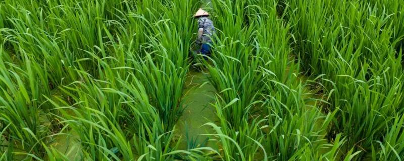 茭白的生长过程介绍,分为萌芽期、分蘖期等