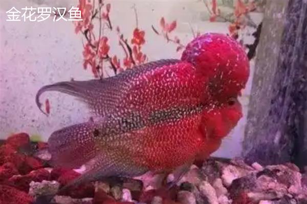 罗汉鱼有哪些品种，常见的有金花罗汉鱼、花罗汉等