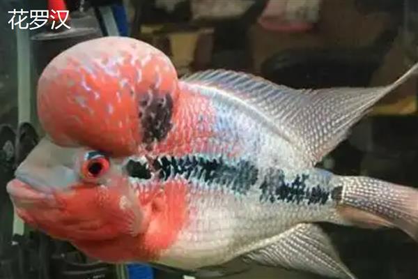 罗汉鱼有哪些品种，常见的有金花罗汉鱼、花罗汉等