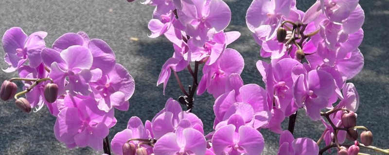 蝴蝶兰如何剪枝，可以在花期后修剪