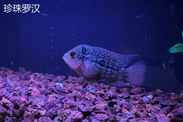 罗汉鱼有哪些品种，常见的有金花罗汉鱼、花罗汉等