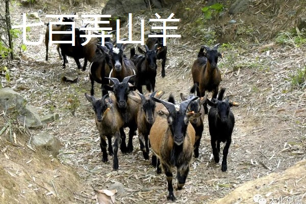 广西河池市大化瑶族自治县的特产,有七百弄山羊、大化白玉薯等