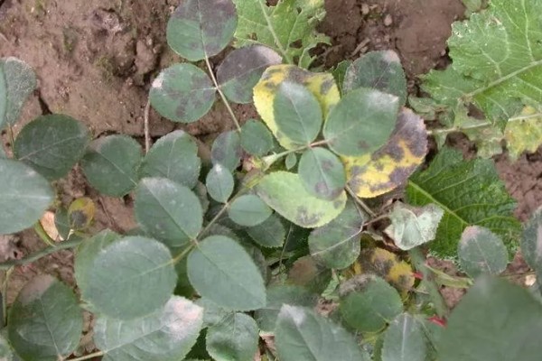 月季黑斑病的防治技巧，发芽前喷施石硫合剂