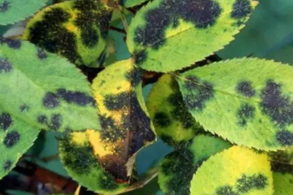 月季黑斑病的防治技巧，发芽前喷施石硫合剂