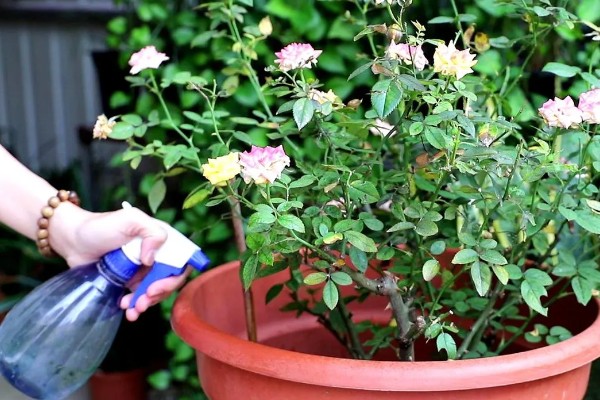 月季黑斑病的防治技巧，发芽前喷施石硫合剂