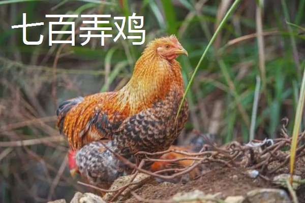 广西河池市大化瑶族自治县的特产,有七百弄山羊、大化白玉薯等