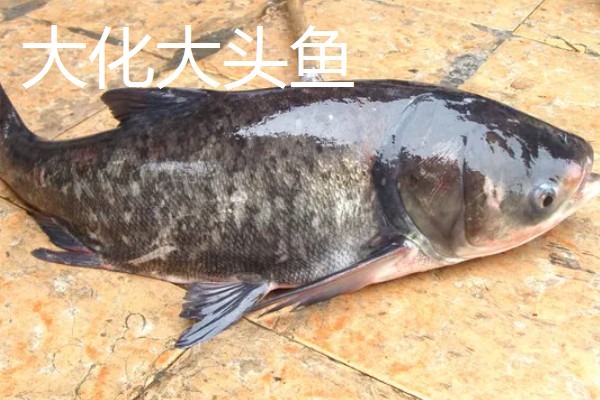 广西河池市大化瑶族自治县的特产,有七百弄山羊、大化白玉薯等