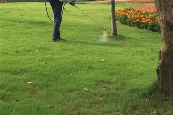 山蛩虫如何根除，在经常出没的地方撒上生石灰