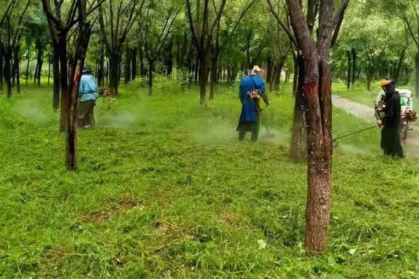 山蛩虫如何根除，在经常出没的地方撒上生石灰