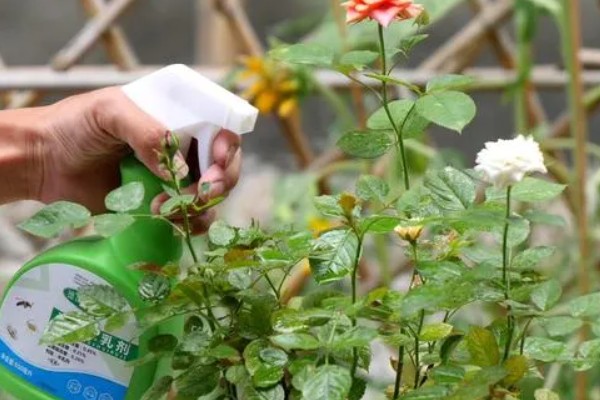 月季黑斑病的防治技巧，发芽前喷施石硫合剂