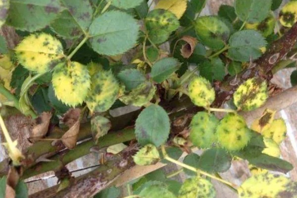 月季黑斑病的防治技巧，发芽前喷施石硫合剂