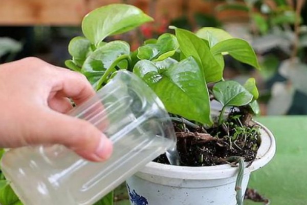 茶叶水能不能浇花，放置1-2天才能使用