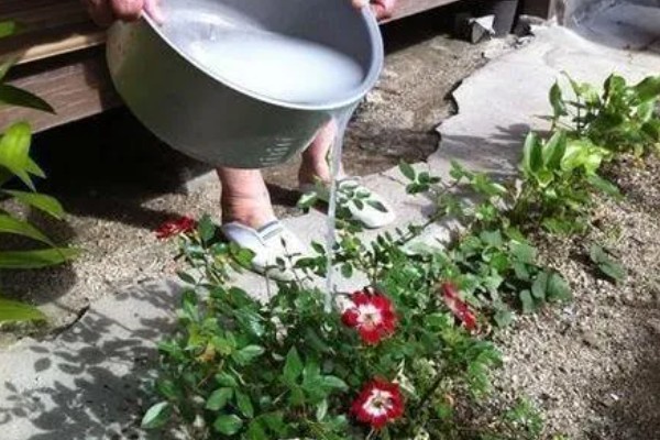 茶叶水能不能浇花，放置1-2天才能使用