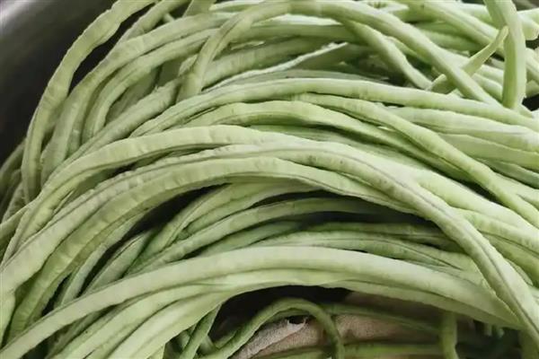 豆角种子要泡吗，建议泡种后再播种
